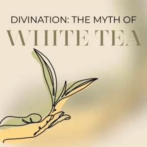 divination white tea