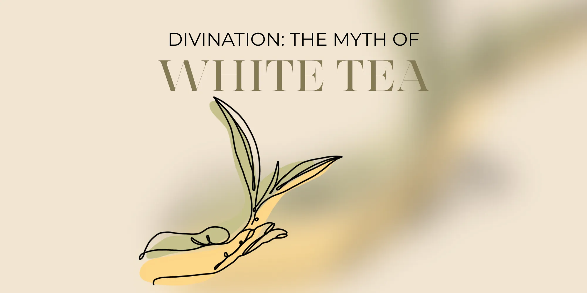 divination white tea